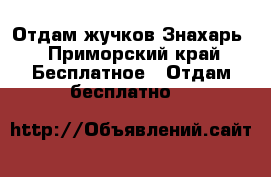 Отдам жучков Знахарь - Приморский край Бесплатное » Отдам бесплатно   